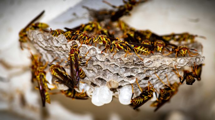 Un nid d'abeilles avec des abeilles entourant des larves blanches.